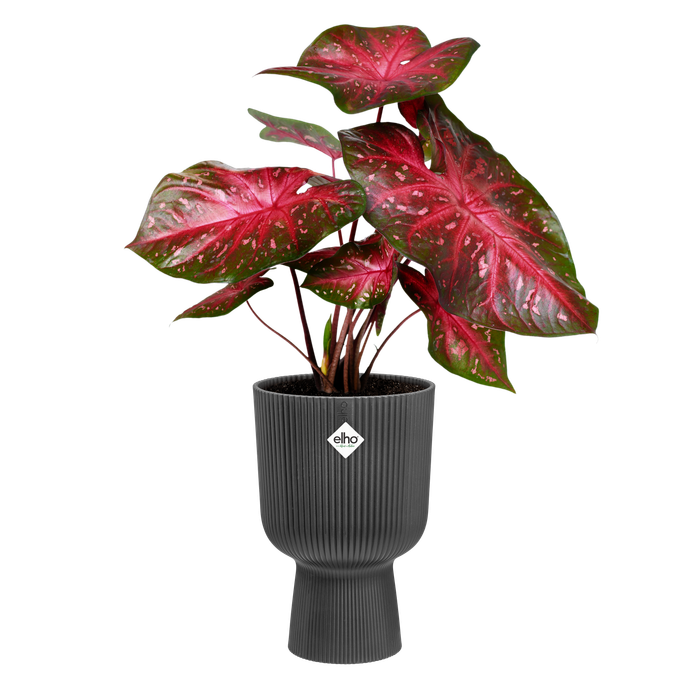 vibes fold coupe 14cm anthracite